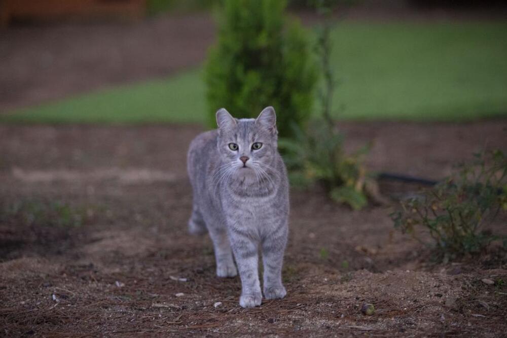 El gato, peligro para la fauna silvestre de la Red Natura | Noticias La  Tribuna de Guadalajara