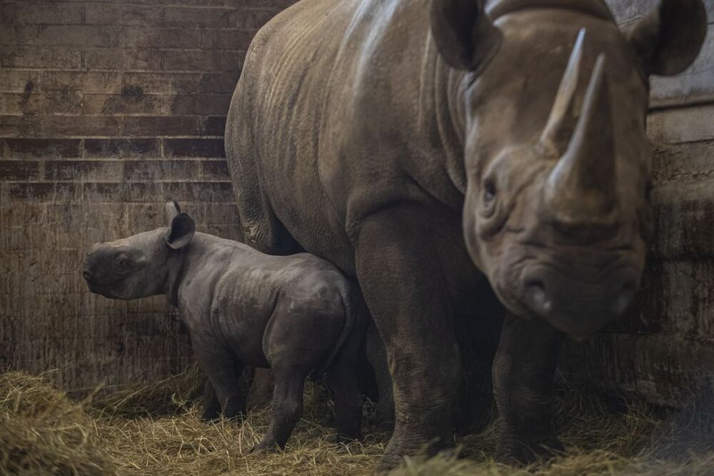 Rinoceronte negro oriental recién nacido llamado Kiev en Dvur Kralove Safari Park.  / MARTIN DIVISEK