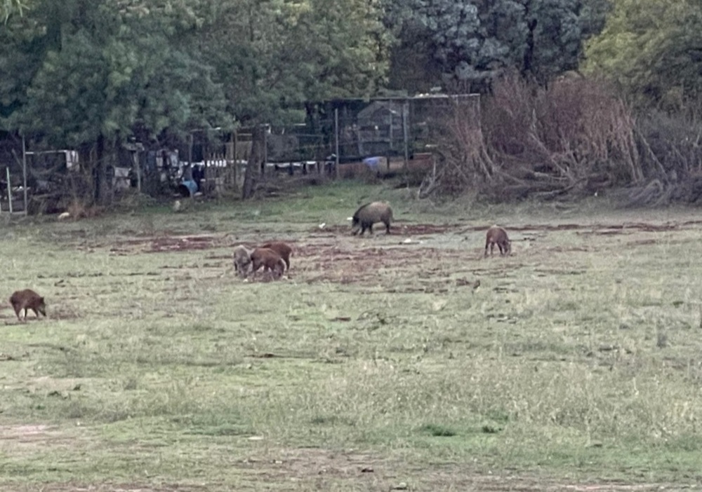 Los jabalíes campan a sus anchas en esta urbanización de Uceda 