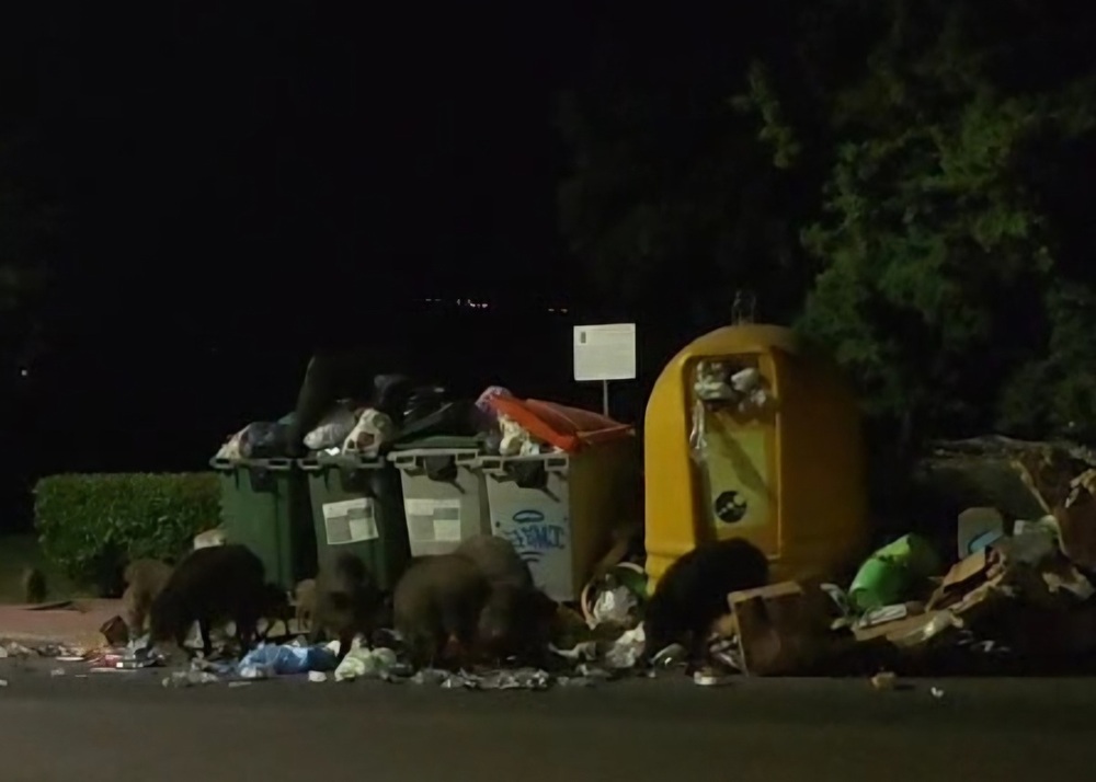 Los jabalíes campan a sus anchas en esta urbanización de Uceda 