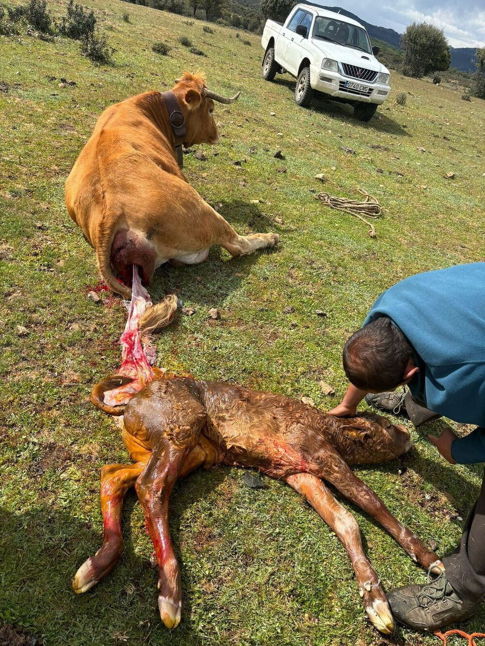 Continúan los ataques del lobo y el buitre al ganado