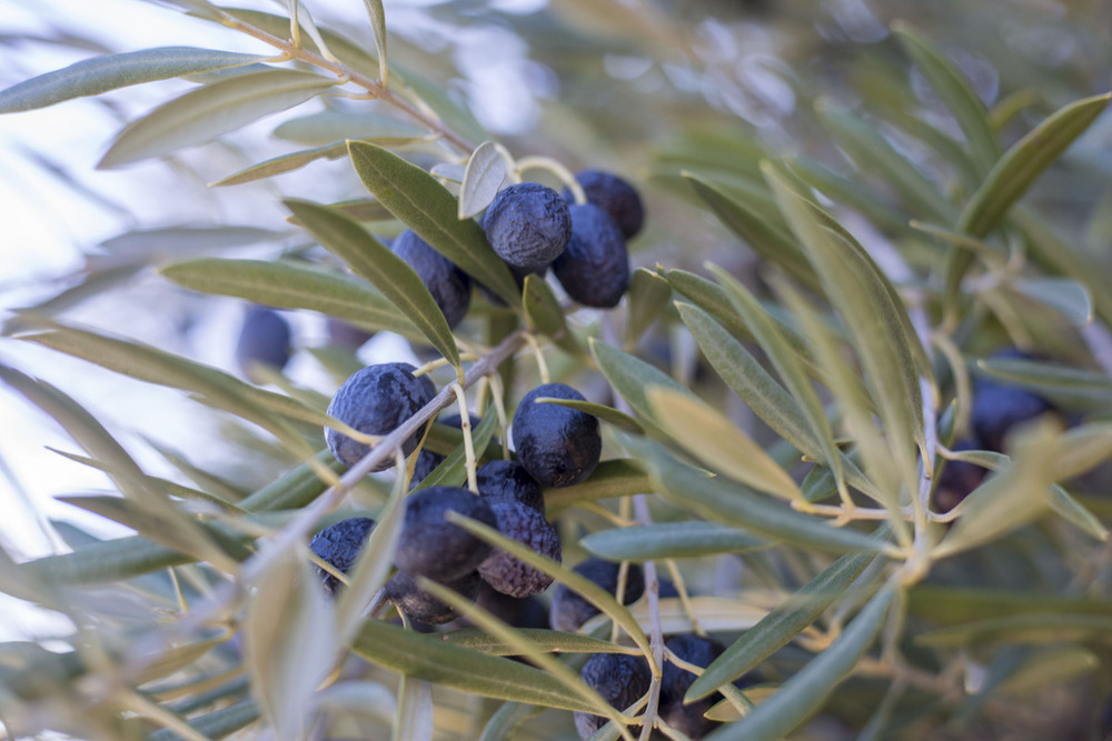 La campaña de recogida de la aceituna en la provincia daba comienzo a finales de noviembre y se espera que se extienda hasta mediados o finales del mes de enero.