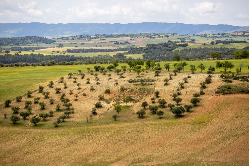 La campaña de recogida de la aceituna en la provincia daba comienzo a finales de noviembre y se espera que se extienda hasta mediados o finales del mes de enero.