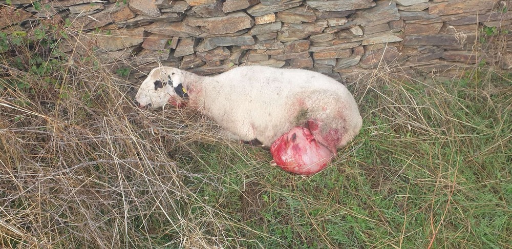 Imagen de las ovejas muertas en Robledo de Corpes.