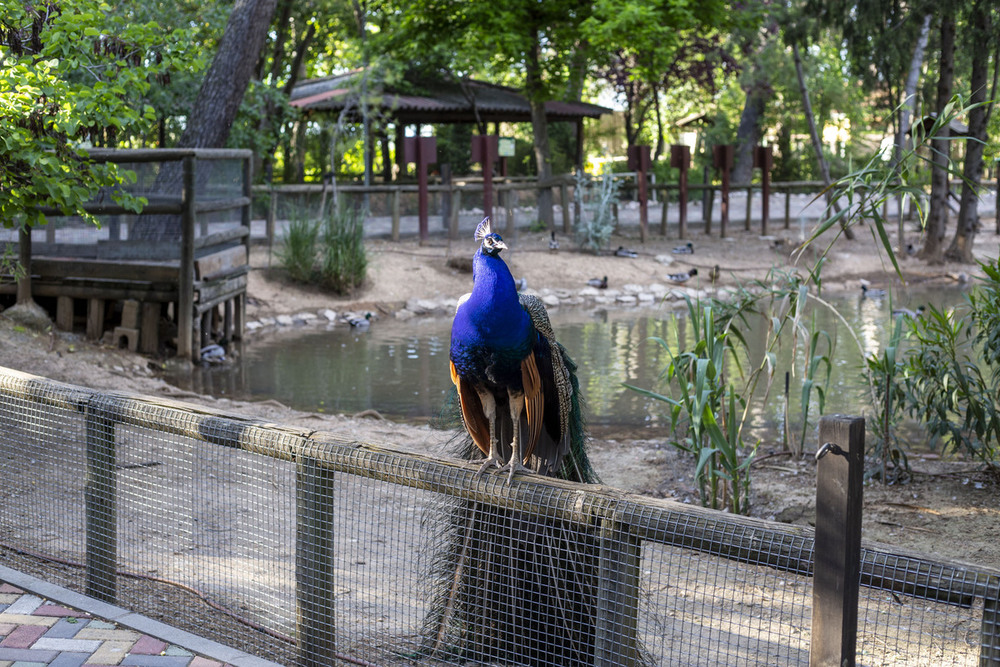 El parque zoológico de Guadalajara es, hoy por hoy, la instalación municipal más visitada de la capital 