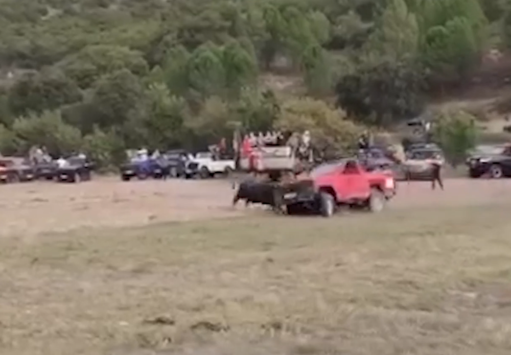 Detalle del atropello sufrido por un toro en el encierro por el campo de Tendilla.