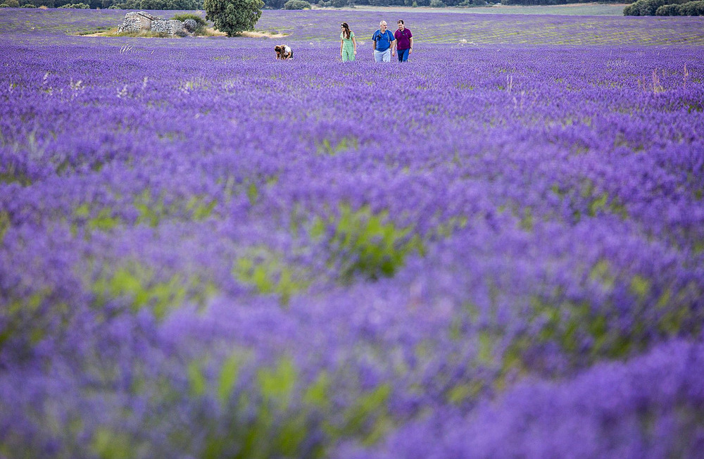 Amapolas en Toledo y lavanda en Brihuega, turismo de floración