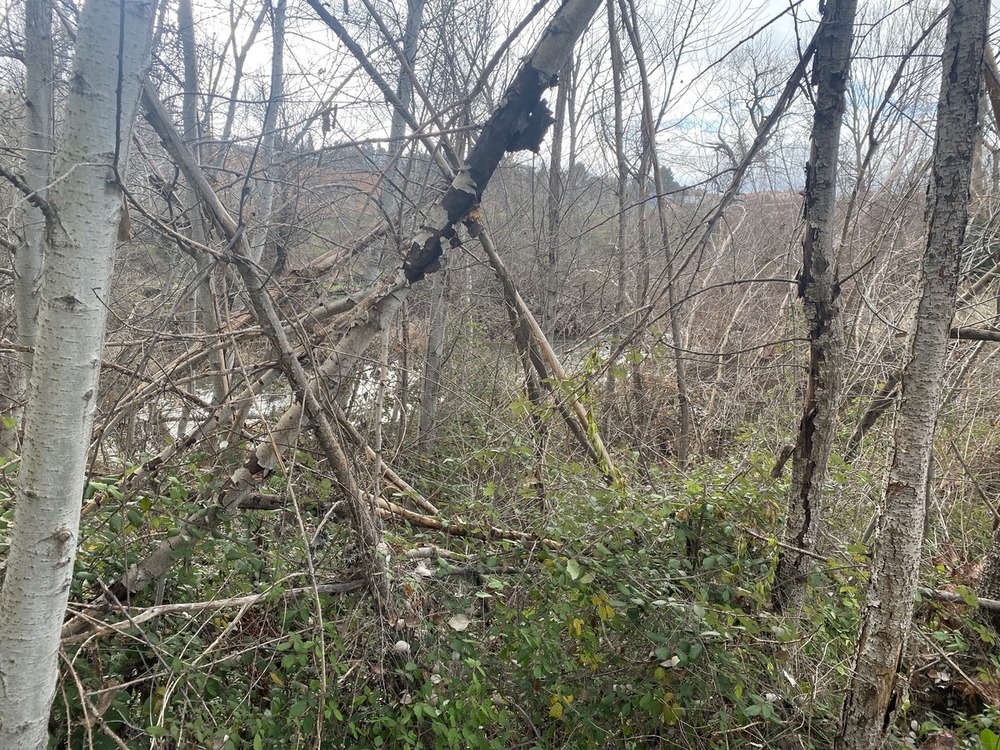 El concejal de Medio Ambiente, José Luis Alguacil, junto a uno de los miradores del Henares y detalles de la vegetación y árboles muertos que se acumulan en el margen del río.