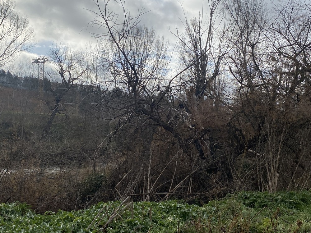 El concejal de Medio Ambiente, José Luis Alguacil, junto a uno de los miradores del Henares y detalles de la vegetación y árboles muertos que se acumulan en el margen del río.