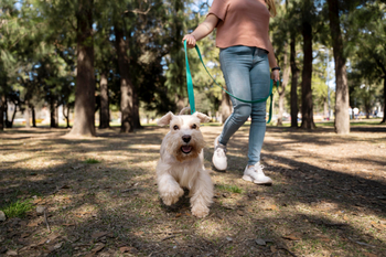 El número de perros en Europa se triplica un 200% en ocho años