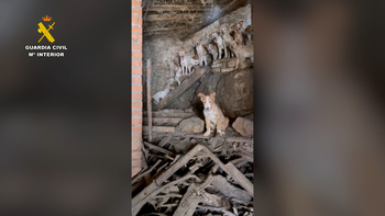 Descubren 24 perros hacinados en una leñera en Zaorejas
