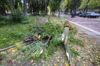 La tormenta provoca la caída de árboles y daños en 9 coches