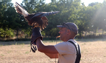 Cabanillas amplía servicio de control de población de palomas