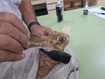 El Iriaf colabora con un proyecto de conservación de la liebre