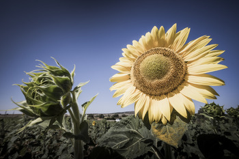 El girasol tendrá una ayuda agroambiental de 20 millones