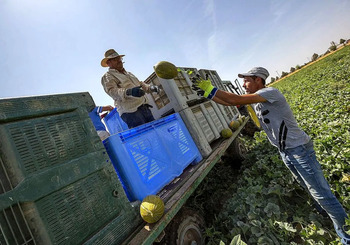 Alemania y Francia lideran la venta exterior de melón y sandía