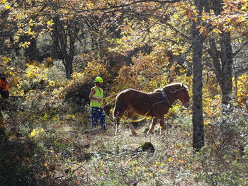 La UAH participa en el proyecto Bosques sinérgicos