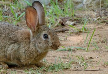 Declaran emergencia cinegética por conejos en 23 municipios