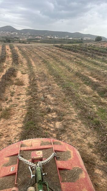 Agricultores alcarreños comienzan a quitar plantas de lavanda