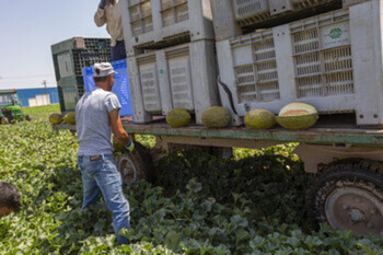 Aumenta el precio de la sandía y baja el del melón en CLM