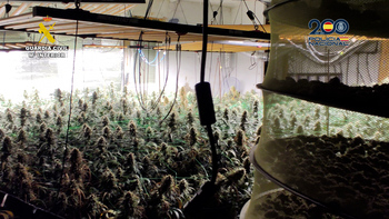 Pillan otra plantación 'indoor' de marihuana en Torrejón