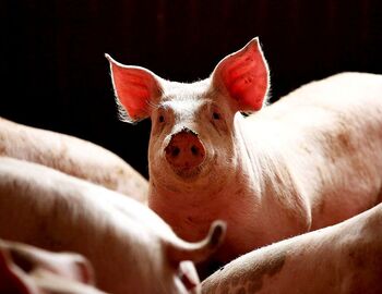 China pone en jaque al sector del cerdo español