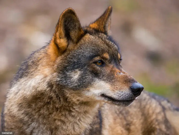 La Junta convoca las ayudas para prevenir los daños del lobo