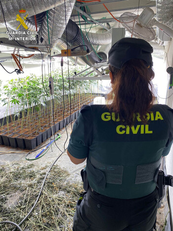 Desmantelan una plantación 'indoor' de marihuana en Torija