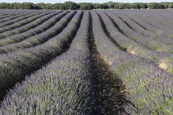 Una plaga de gusanos pone en peligro la cosecha de lavanda