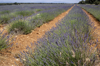 Se adelanta la cosecha de lavanda en parcelas con el gusano