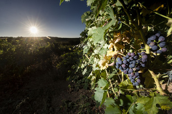 El hogar del buen vino