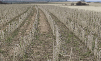 Seguros agrarios, debate permanente